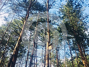 Birdhouse on the tree in pine forest in sunny day.