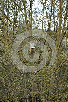 Birdhouse on a tree by the river in April. Berlin, Germany