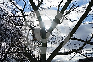 Birdhouse on a tree in snowy winter. Marzahn-Hellersdorf, Berlin, Germany