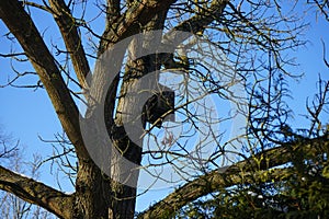 Birdhouse on a tree in snowy winter. Marzahn-Hellersdorf, Berlin, Germany