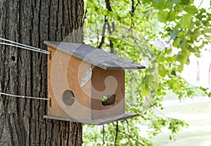 Birdhouse on the tree in spring day. nature.