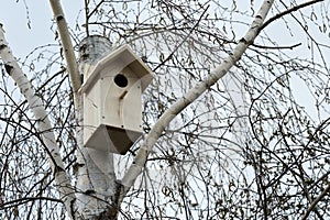Birdhouse on truncated birch tree stem in early spring