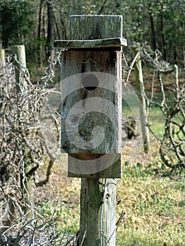 Birdhouse Among the Vines