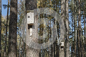 Birdhouses in forest