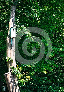 birdhouses on tree trunk to help the animals