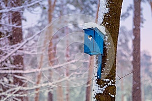 Birdhouses on the trees in snowy winter