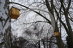 Birdhouses in the trees by the Wuhle river in snowy winter. Marzahn-Hellersdorf, Berlin, Germany