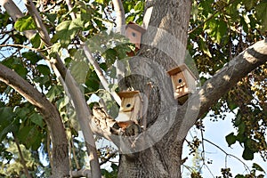 Birdhouses were placed on trees for the birds.