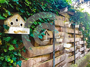 Birdhouses on wooden fence in garden