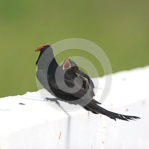 Birdie ask for food photo