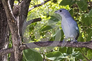 Birdie greyish blue tanager on the branch brazilian garden