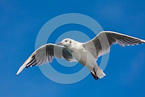 Birding of the sea photo