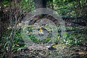 Birding in Spain