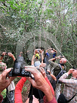 Birding tour groups photographing Sifaka's in Madagascar