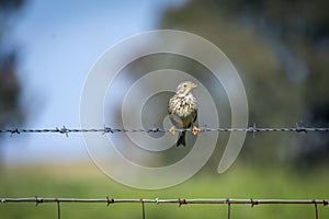 Birding in Zona de Interes Regional Llanos de Caceres y Sierra de Fuentes Caceres, Extremadura in Spain photo