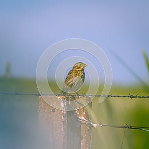 Birding in Zona de Interes Regional Llanos de Caceres y Sierra de Fuentes Caceres, Extremadura in Spain photo