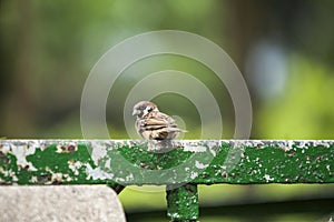 Bird. Animal. Passeriformes. House sparrow. Vertebrata. Migratory. Wild. photo