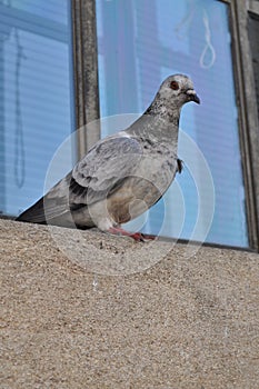 Birdlife in Cambridge