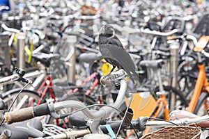 Birdlife in the city. Nature urban environment. Byke parking photo