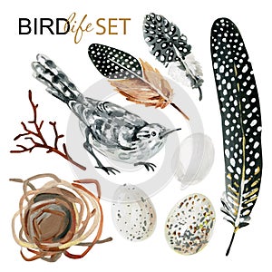 Birdlife set with hand-drawn spotted feathers, bird, eggs, branch, nest