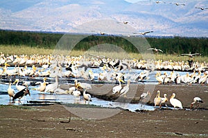 Birdlife in Tanzania