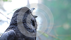 Birdlife in wild nature. Black raven closeup. Crow screaming in forest