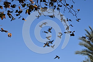 Birdlike leaves and blue sky