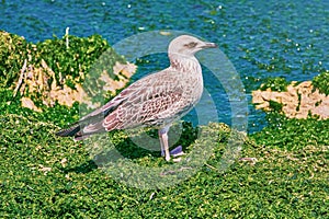 Birdling of Seagull