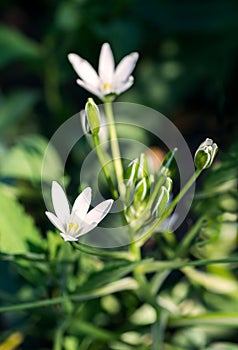 Birdman white stars flowers in a forest glade photo