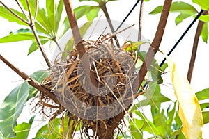 Birdnest on tree