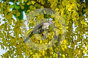 Birdperched on a branch