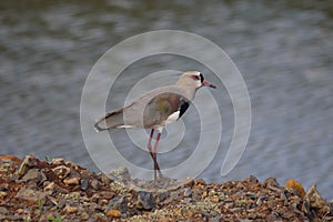 Birdquero-quero vanellus chilensis wild animal nature