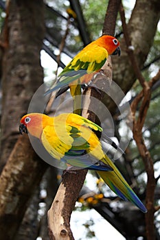 Observación de aves 