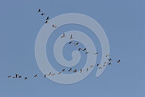 Birds photo