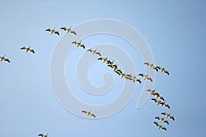Birds photo