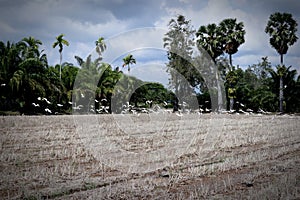 Birds above the dry fields