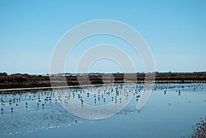 The birds above the marshes of Isla Cristina, in Huelva Spain photo