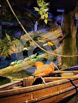 Birds in Abudhabi national aquarium
