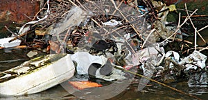 Birds adapting to the pollution