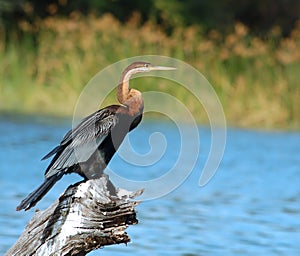 Birds of Africa: African Darter