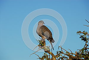 BIRDS- Africa- Close Up of An African Mourning Dove Perched on a Branch