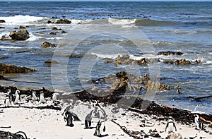 BIRDS- Africa- Close Up of Cute, Wild, Endangered Penguins on the Coast