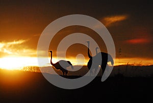 BIRDS- Africa- Close Up of Ostriches in Sunrise Silhouette