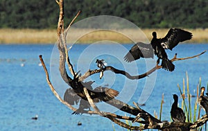 BIRDS- Africa- Close Up of a Pied Kingfisher Losing a Fish to a Cormorant