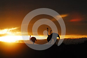 BIRDS- Africa- Close Up Silhouettes of Ostriches in the Sunrise