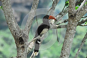 BIRDS- Africa- Close Up of a Wild Crowned HornBill Perched in a Tree