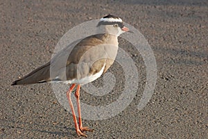 Birds of Africa: Crowned plover