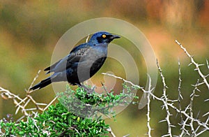 BIRDS- Africa- Extreme Close Up of a Cape Starling on a Thorn Bush