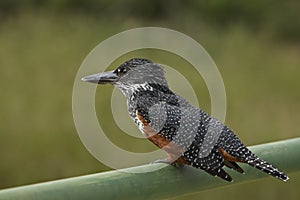 Birds in Africa, Giant Kingfisher photo