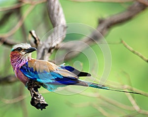 Birds of Africa: Lilacbreasted Roller photo